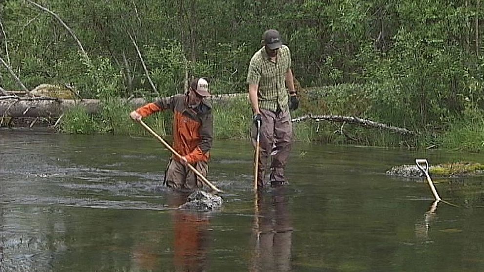 Två personer står i ett vattendrag och håller på med flottrensning