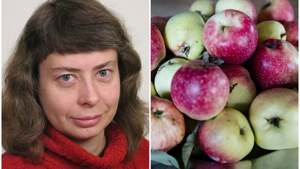 Porträttbild av Kirsten Jensen, rådgivare för yrkesodling av frukt och bär på Länsstyrelsen. Till höger: Svenska äpplen i en hög