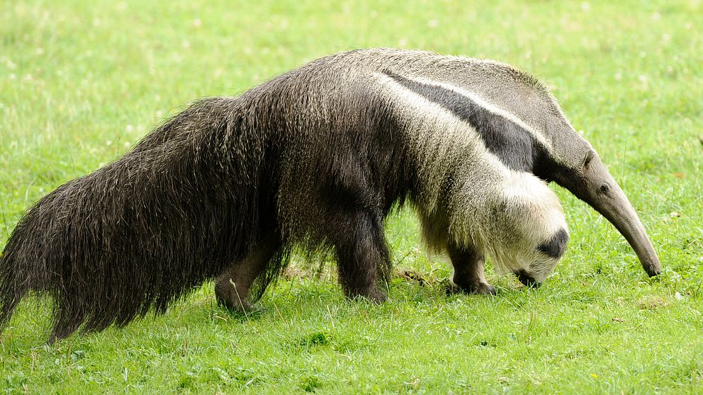A Giant Anteater looks for food at the zoo in Dortmund, Germany, Thursday, July 28, 2011.