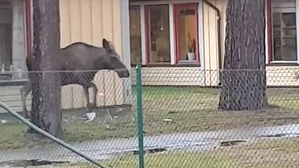 Älg hoppar genom fönsterruta.