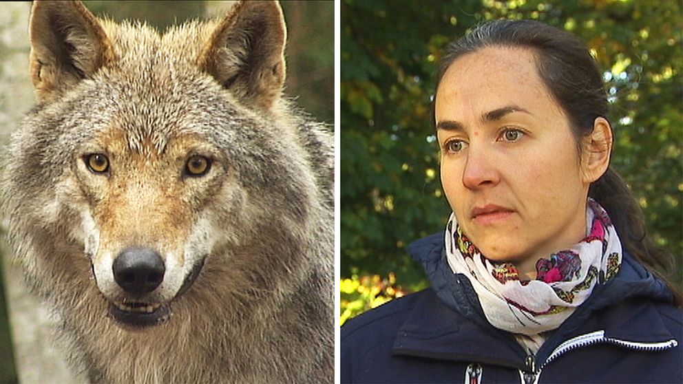 Viltskyddshandläggaren Kari Langöen tror att det finns flera orsaker till minskningen