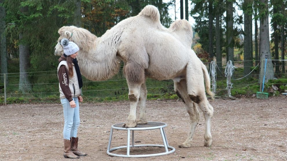 kamel gör tricks