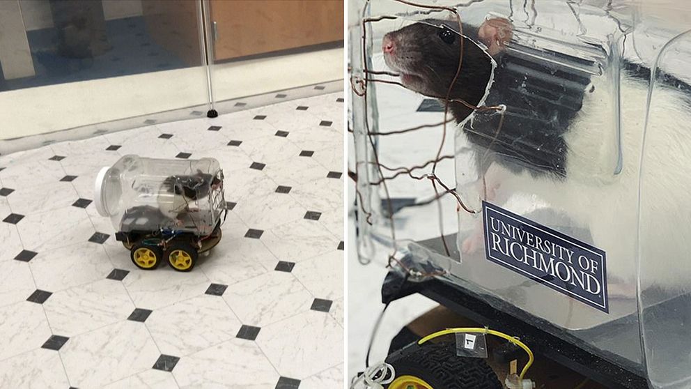 Råttor kör små plastbilar i ett forskarlabb