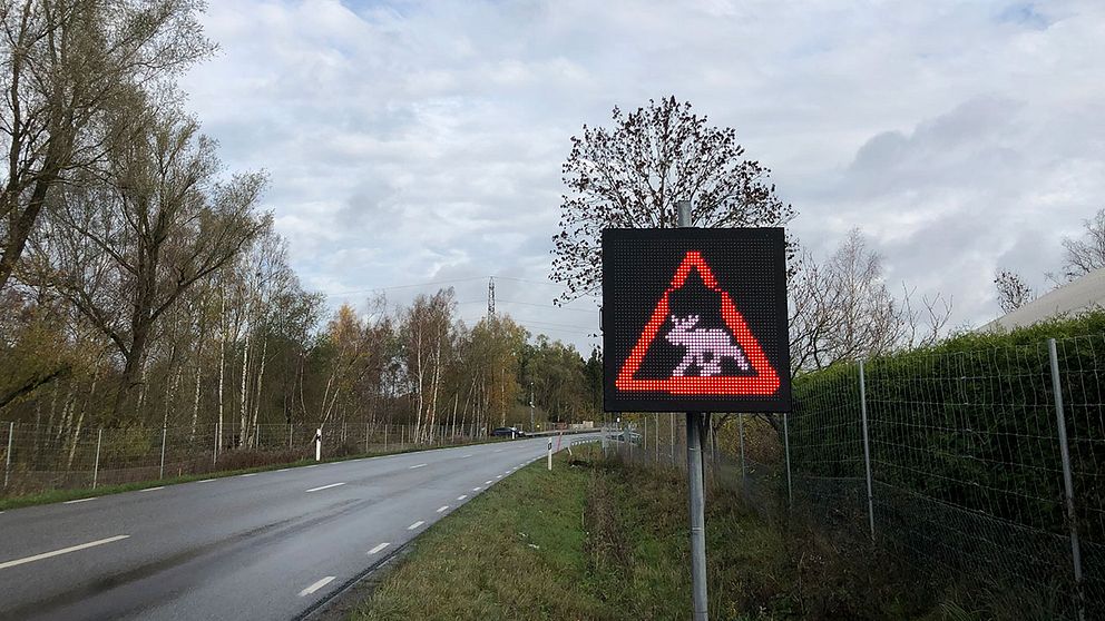Varning för älgar skylt längs en landsväg. Skylten visar en bild av en älg på en röd varningsbakgrund, omgiven av träd och en grå himmel.