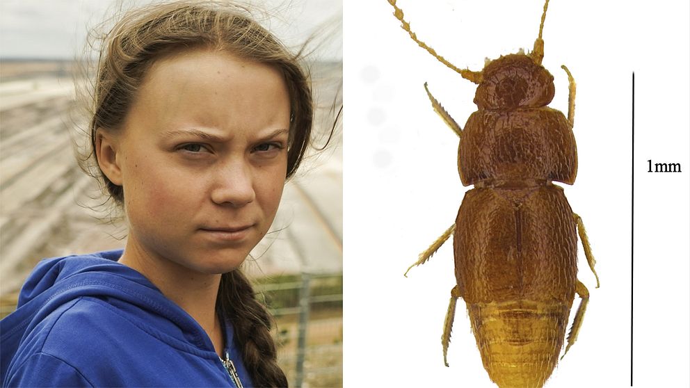 Greta Thunberg och skalbaggen som uppkallas efter henne.