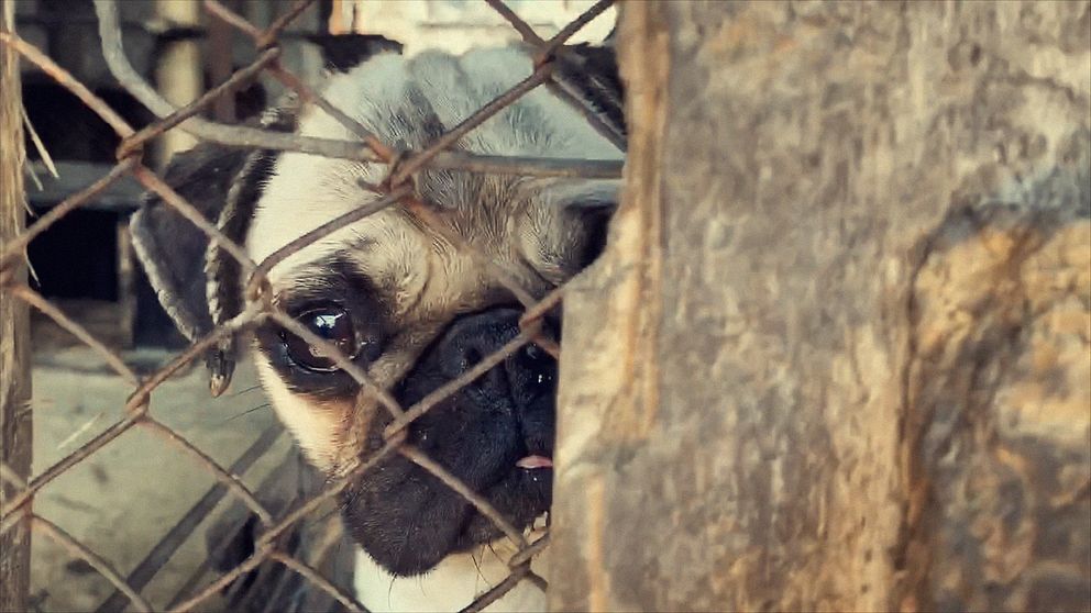 Älskade smuggelhund.