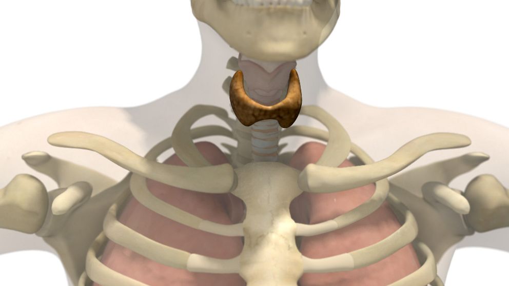 Sköldkörteln styr ämnesomsättningen via produktion av hormoner.