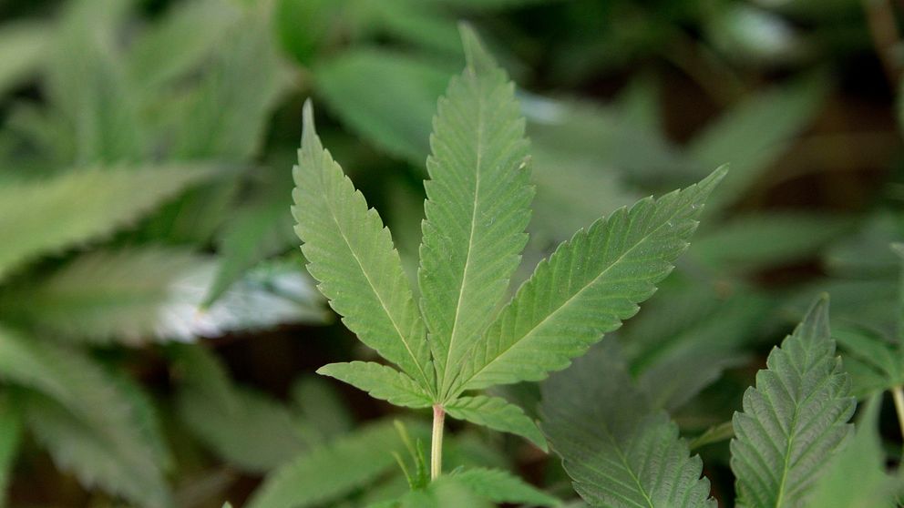 Bild på en cannabisplanta.