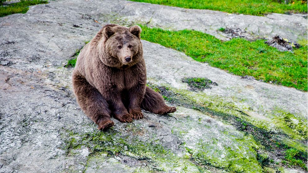 En björn som sitter på marken.