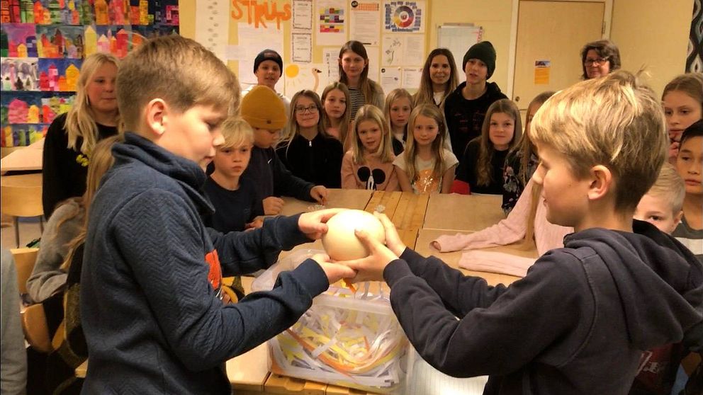 skolbarn visar strutsägg på svärtingehus utanför norrköping