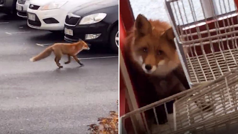 En matbutik fick en oväntad gäst när den här räven tog sig in under fredagsförmiddagen