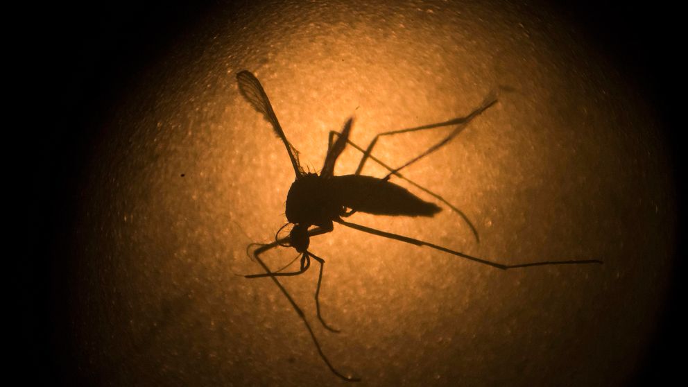 Myggor sprider zikavirus