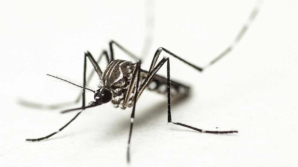 Aedes aegypti, även kallad gulafebernmyggan.
