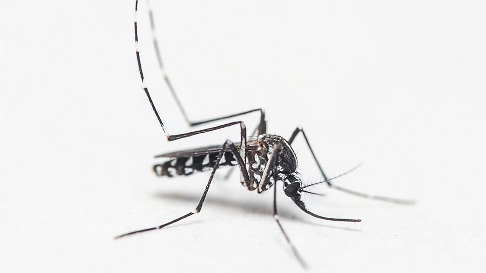 Aedes albopictus, även kallad tigermygga, sprider bland annat zikavirus.