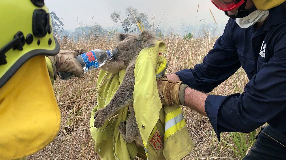 Koalabjörn som får vatten av brandmän som bekämpat de omfattande skogsbränderna i Australien.