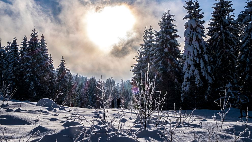 Ett snöigt skogslandskap med sol i himlen.