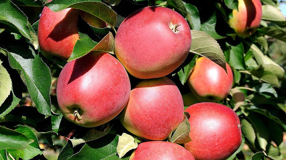 Den nya äppelsorten Lovisa