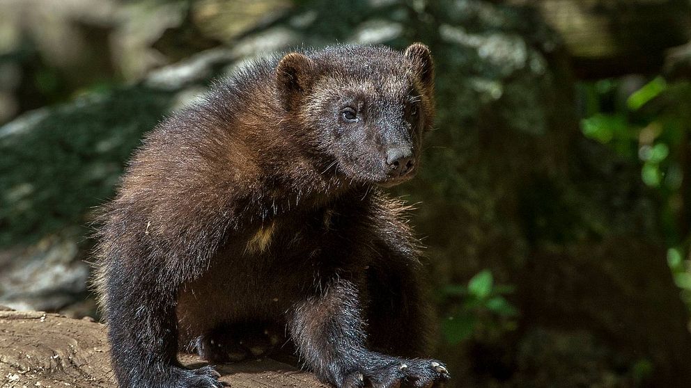 Bild på järv på Skansen