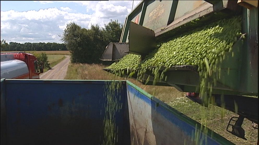 Mängder av gröna ärtor tippas från en traktor över till en container.