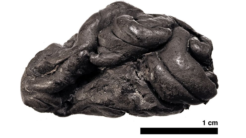 Ett grått tuggummi som är det som arkeologerna hittade i Syltholm.