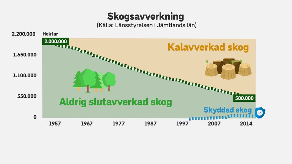 Illustration som visar att andelen kalavverkad skog i Jämtlands län öster om fjällen ökat drastiskt sedan 1957.
