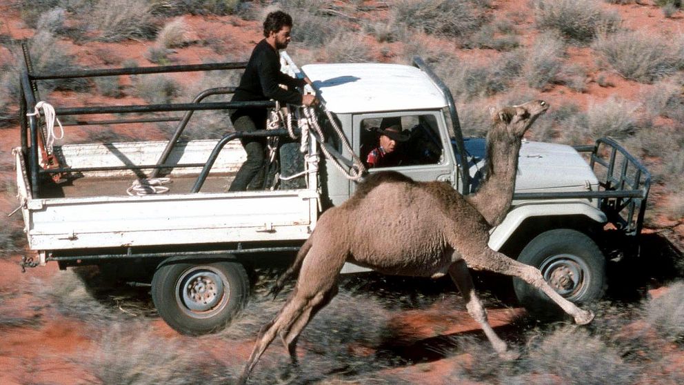 Ranchägare i Australien som jagar och fångar en dromedar. Arkivbild