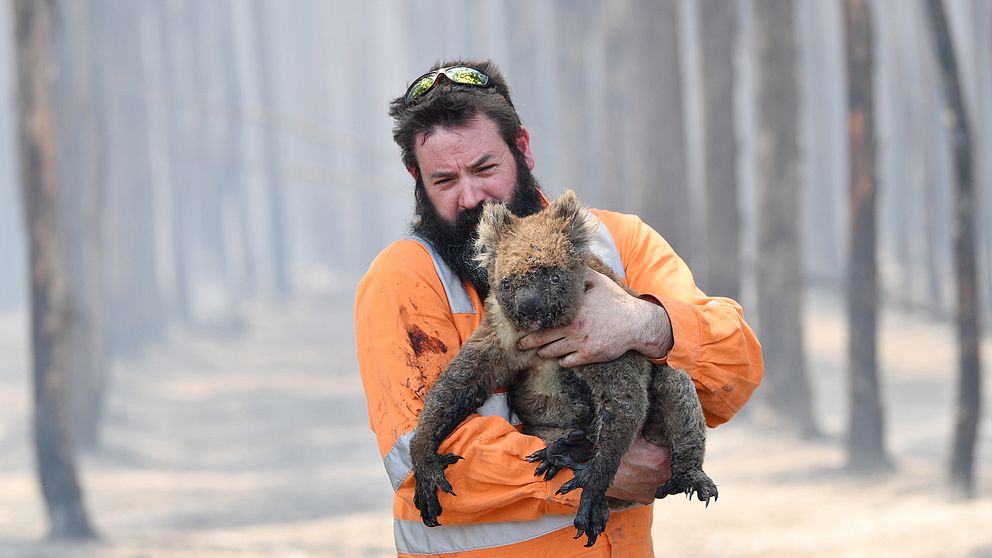 Viltvårdaren Simon Adamczyk håller en koala som han har räddade från en brinnande skog nära Cape Borda på den eldhärjade Kangaroo Island för två dagar sedan.