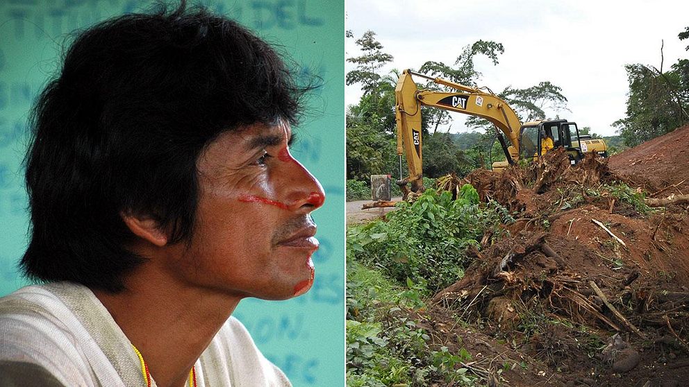 Miljöaktivisten Edwin Chota dödades när han försökte skydda skog i Amazonas mot avverkning. Illegal avverkning av skog till förmån för utvinning av guld har blivit ett allt vanligare problem i Peru.
