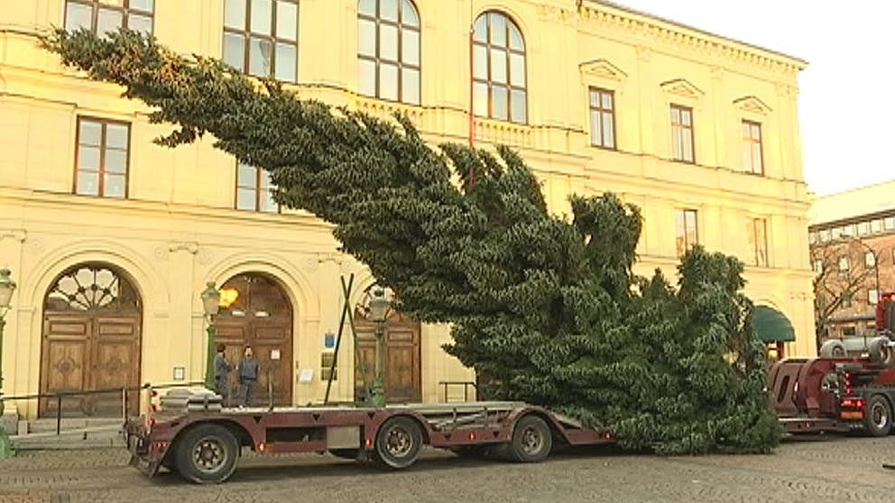 Snö eller ej spelar ingen roll, julen kommer ändå. Den 26 november restes granen framför rådhuset på Stora torget i Karlstad.