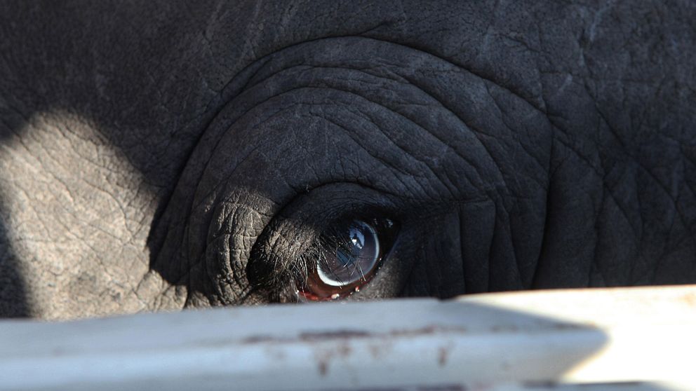En noshörning i Sydafrika har fångats och försetts med microchip, för att sedan transporteras till ett område där den bättre kan skyddas från tjuvjägare. Under hösten 2014 har Kruger National Park utfört 45 flyttar av noshörningar, för att förhindra att djuren slaktas för sina horn.