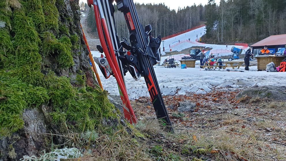 Två slalomskidor står lutade mot ett träd, med gräs under. I bakgrunden syns snöklädda slalombackar.