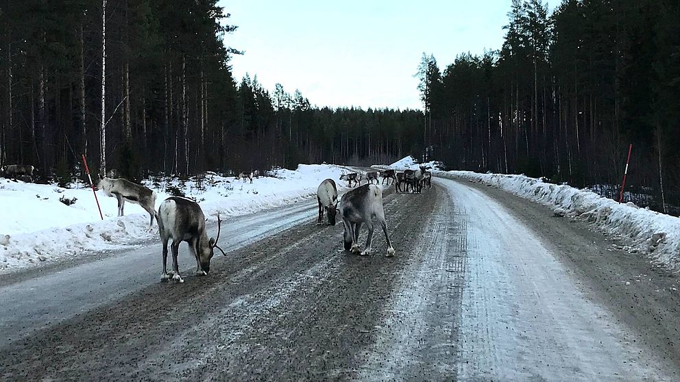 Renar som strövar längs en landsväg.