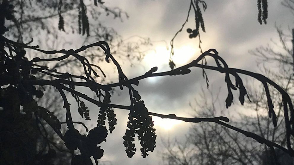 Pollen från alträd