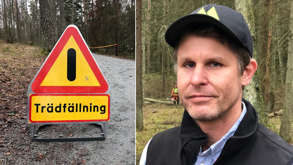 Mårten Gustavsson, skogsinspektor på Mellanskog.