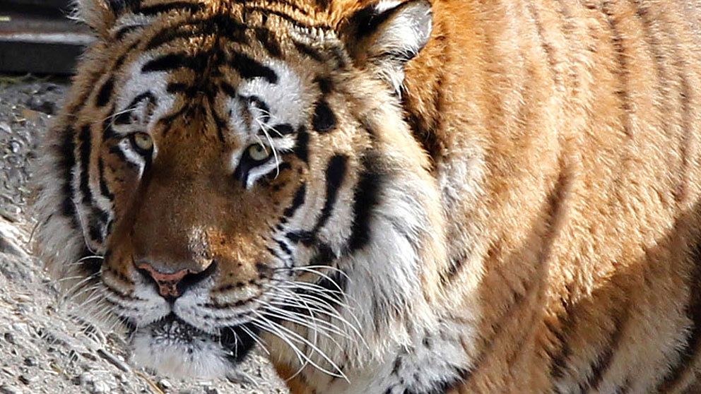 Tigern ”Altai” som attackerade och dödade en djurvårdare på Kölns zoo. Foto: Scanpix