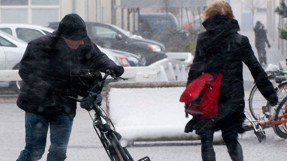Blåsigt väder, person med cykel i motvind.