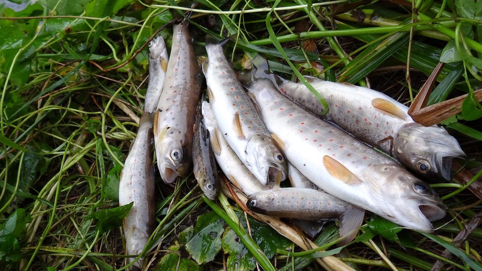Döda fiskar i bäck – Findus stryper vattenflödet