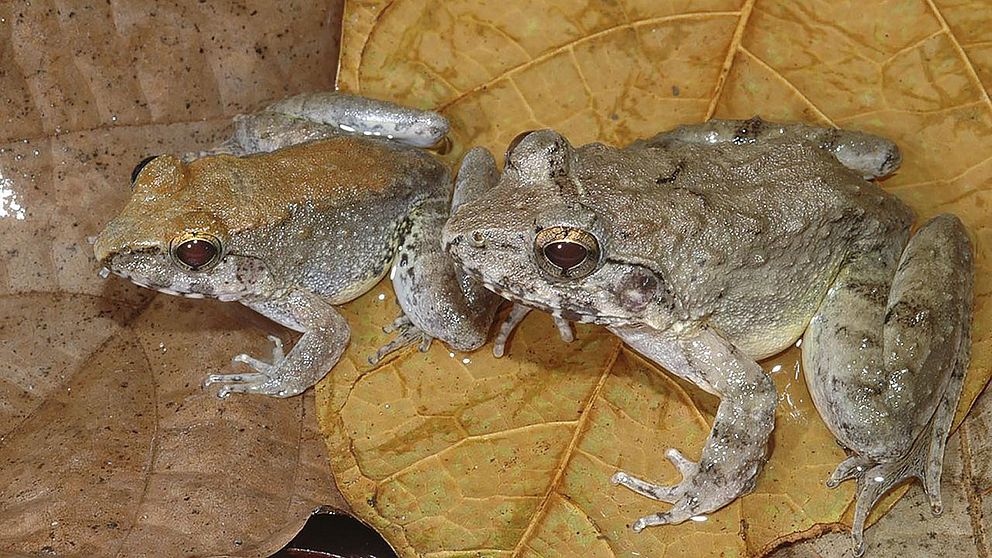 Limnonectes larvaepartus är den enda kända grodan i världen som föder levande yngel. Den finns på ön Sulawesi i Indonesien.