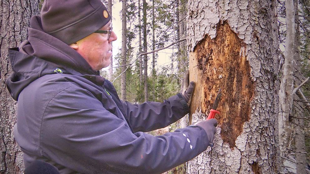 Nils Frank på Skogsstyrelsen visar skador efter granbarkborre i en skog i norra Hälsingland.