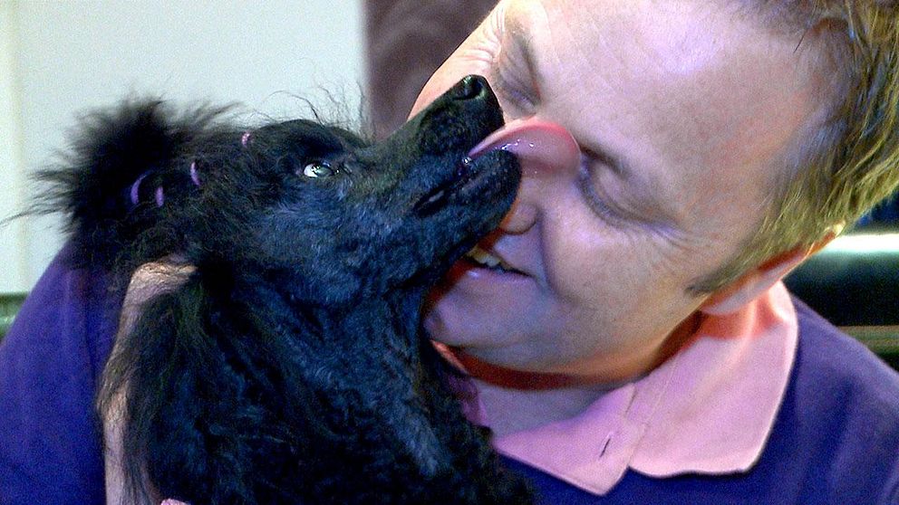 Fyraåriga dvärgpudeln Tom – Sveriges vackraste hund – med ägaren Mikael Nilsson