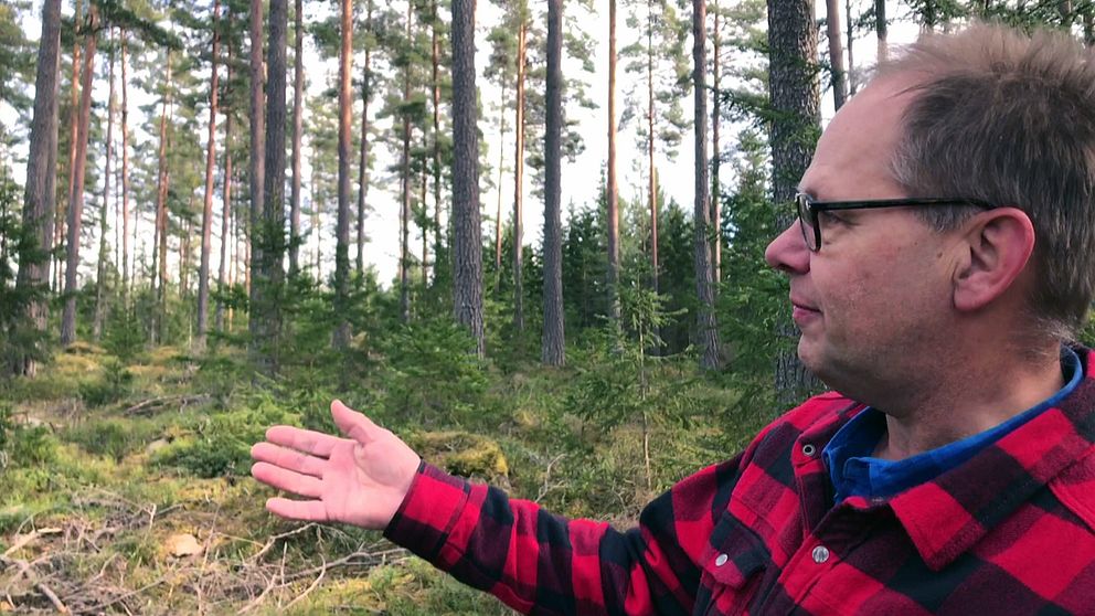 Skogsägaren Leif Öster har ägnat sig åt metoden i ett par år redan.