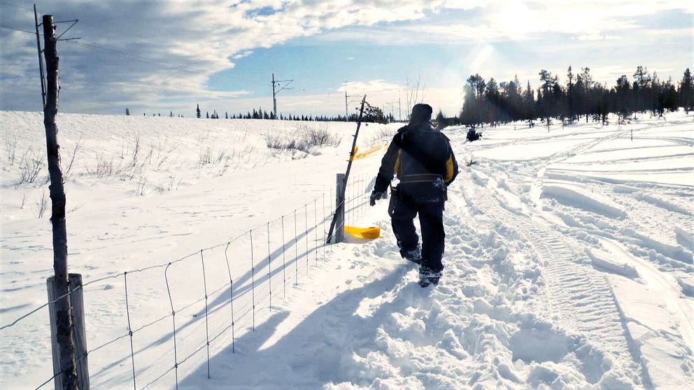 Viltstängslet efter malmbanan nästan helt snötäckt