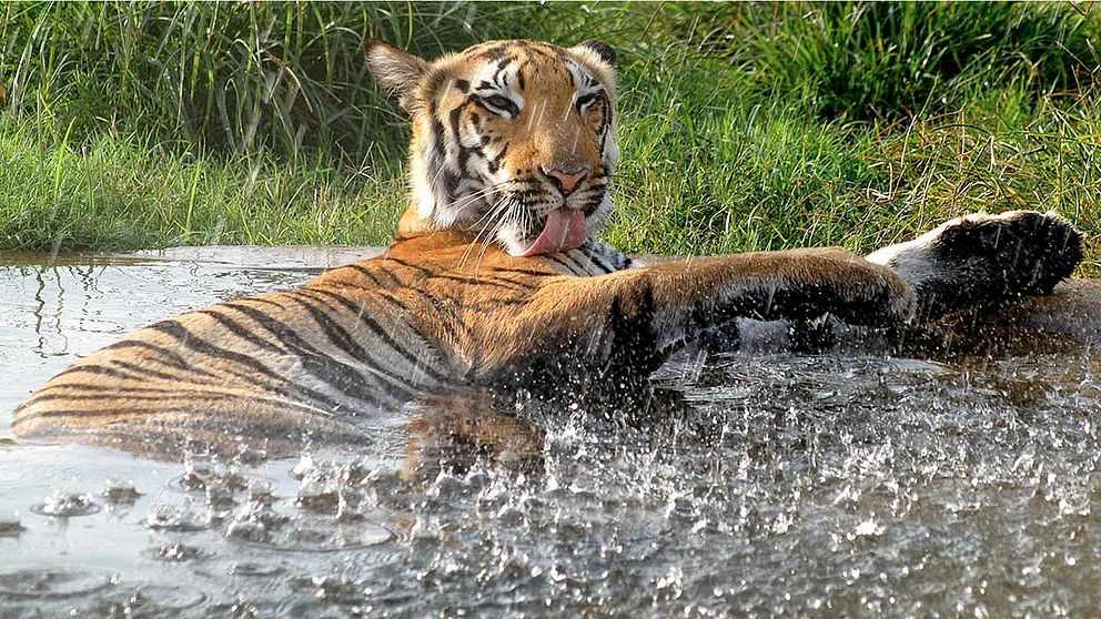 Indisk tiger