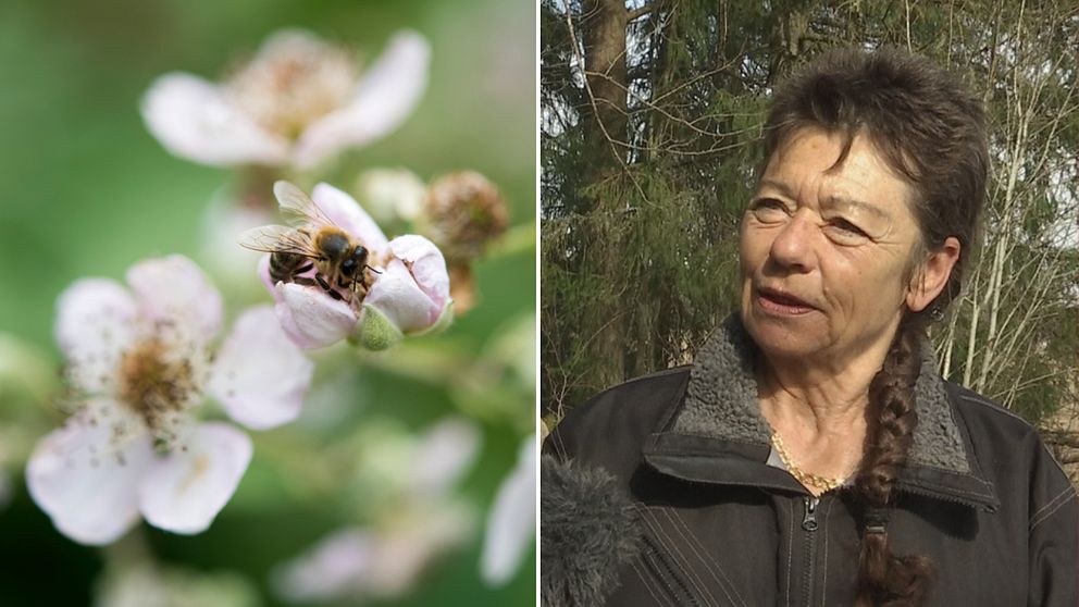 En geting på en blomma bredvid en bild på biodlaren Marianne Holm.