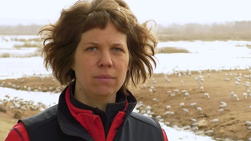 Sofie Stålhand, Naturumföreståndare, framför fält med tranor
