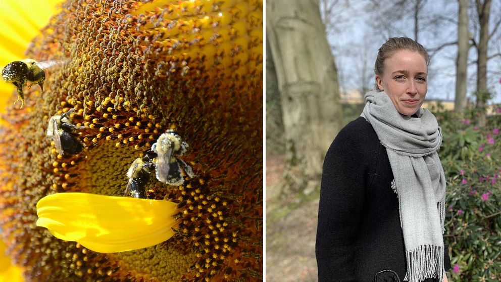 Två bilder. Till vänster en närbild på en solros med fyra bin. Till höger Linnéa Skarped.