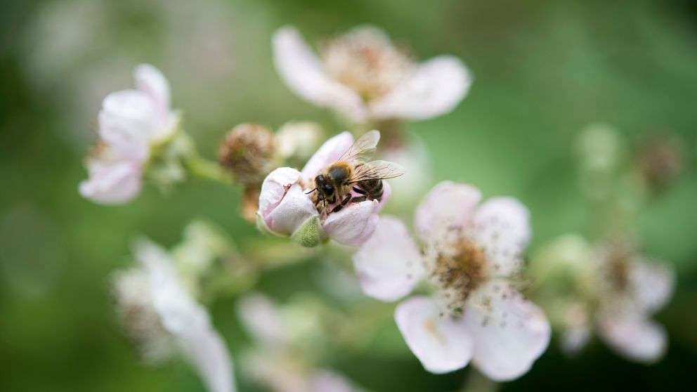 Ett bi i en blomma.