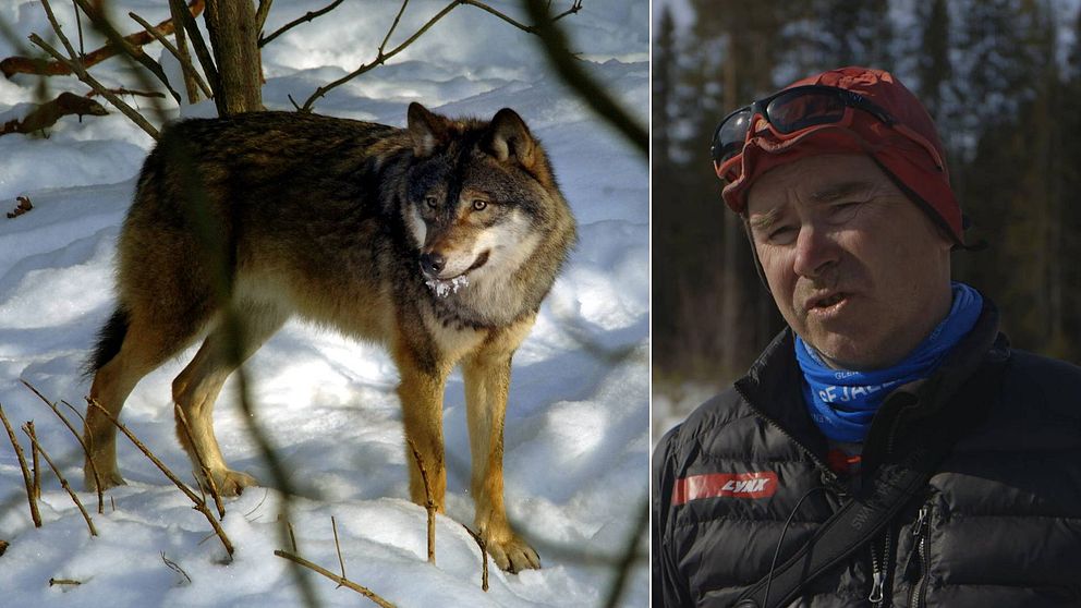 Bild på varg i snö (från Skansen), bild på man i röd mössa, solglasögon, svart jacka och blå halsduk.