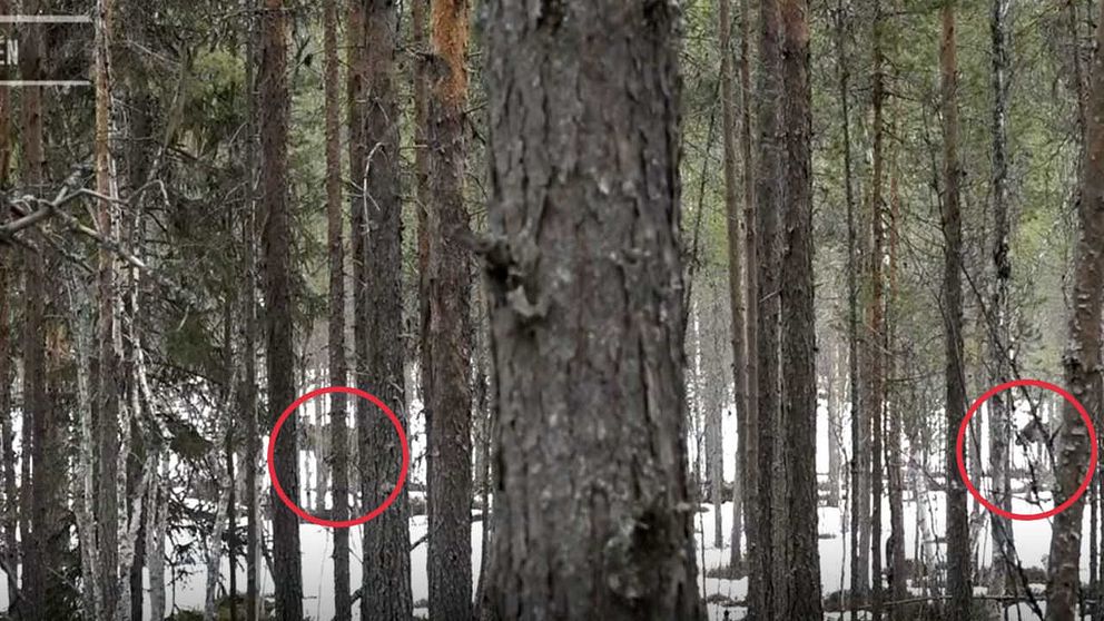 Två älgar ute i skogen, bakom en massa trädstammar. Älgarna är inringade med röda ringar.