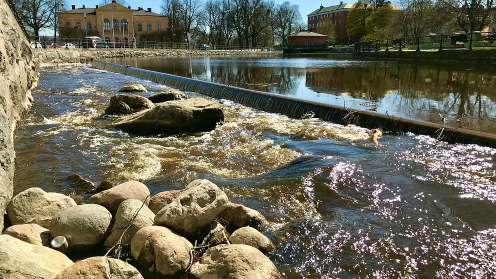 Faunapassagen i centrala Västerås- nu vandrar fisken upp i Svartån för första gången på 130 år.